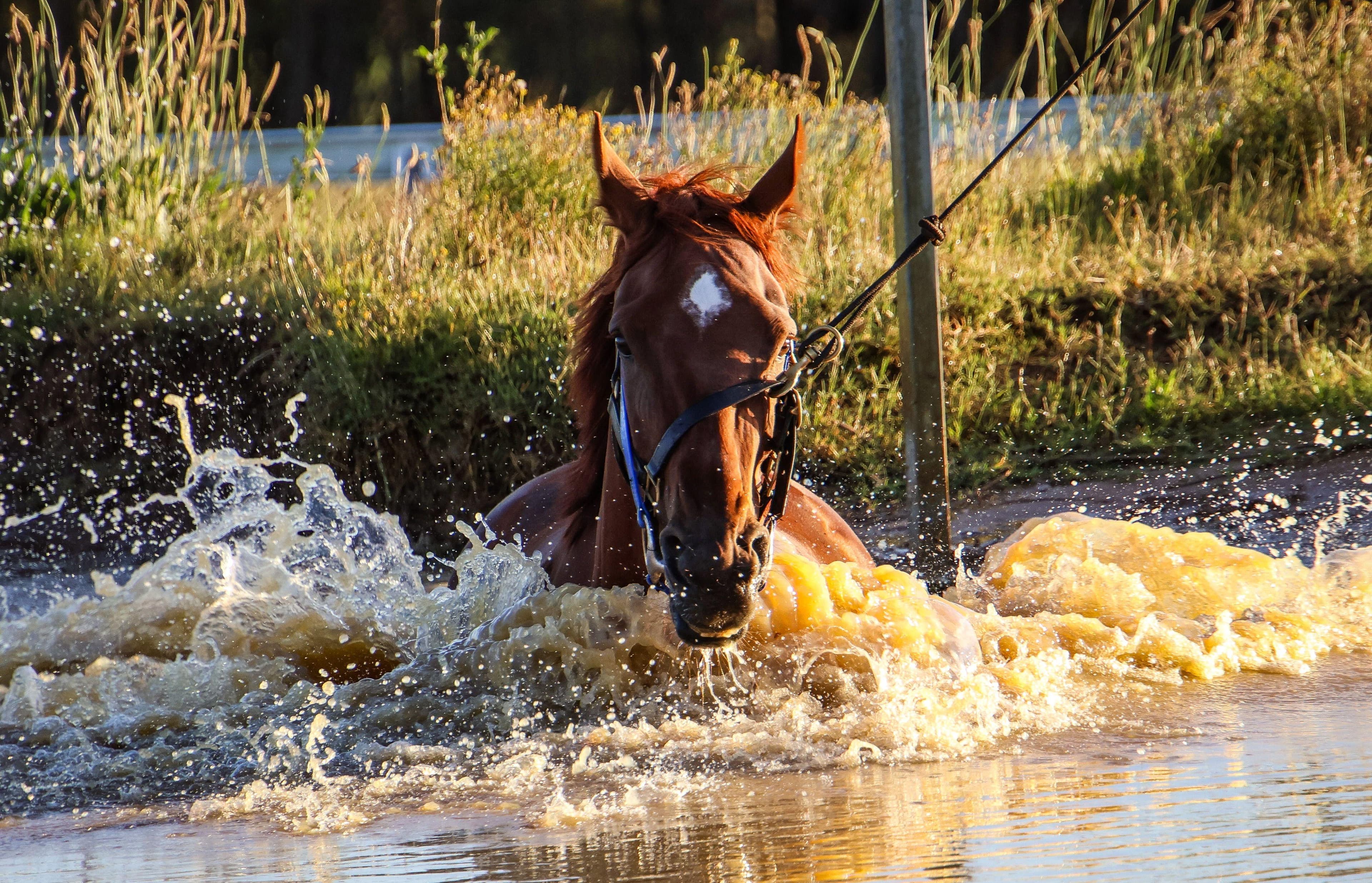 Picture of the author