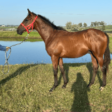 Zahav